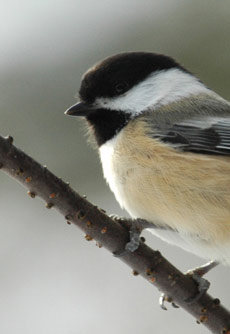 chickadee
