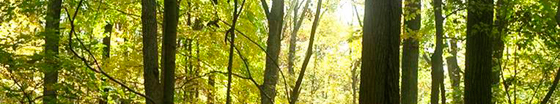 mature forest scene