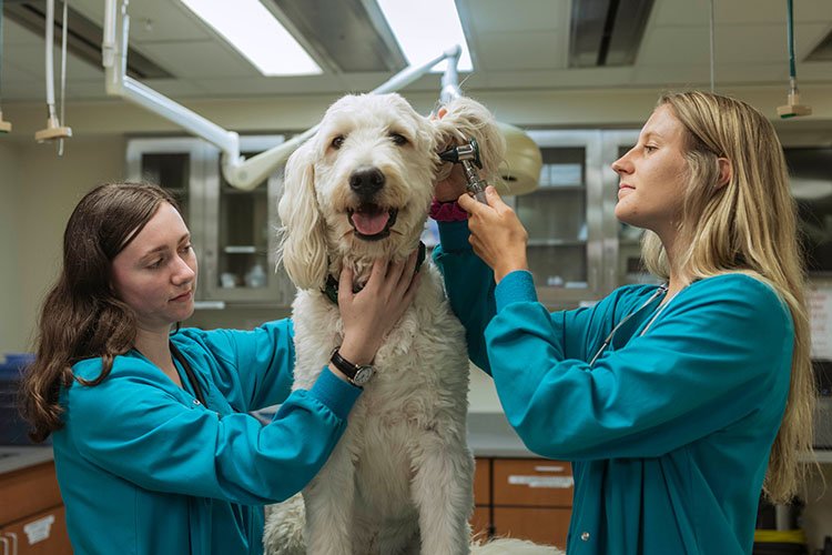 A veterinary nursing student checks the ear of a dog.