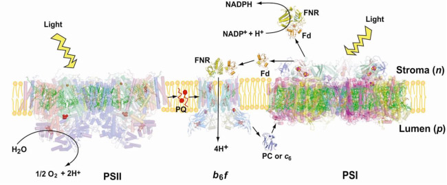 fig1