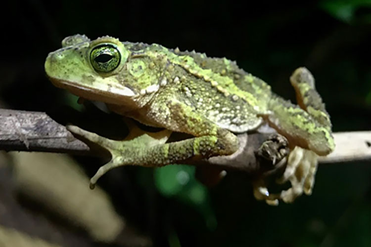A green frog with green eyes.