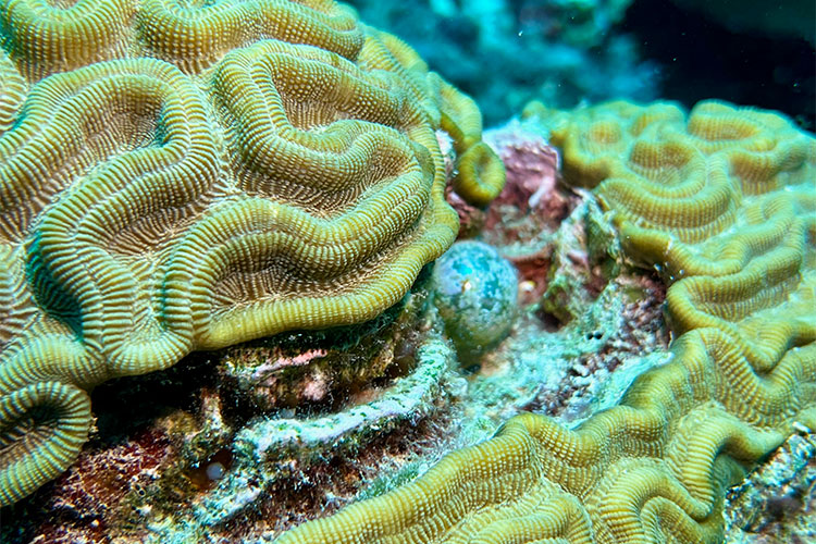 One of the largest unicellular organisms, a sailors eye.