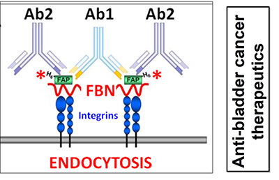 Endocytosis, anti-bladder cancer therapuetics.