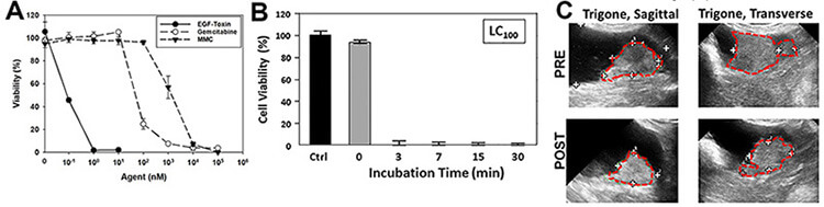 Ligand-targeted binary toxins