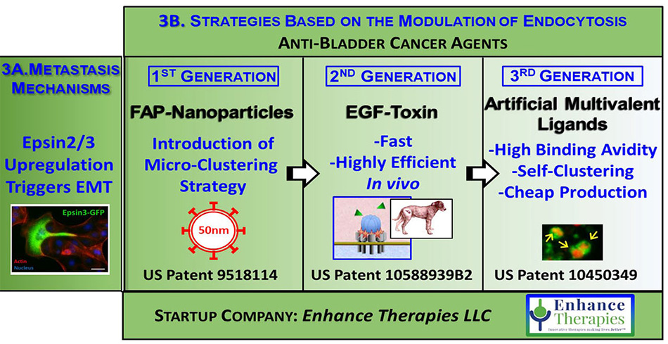 Metastasis mechanisms and strategies based on the modulation of endocytosis.