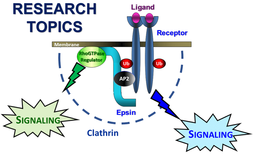 Basic research of the Aguilar lab.