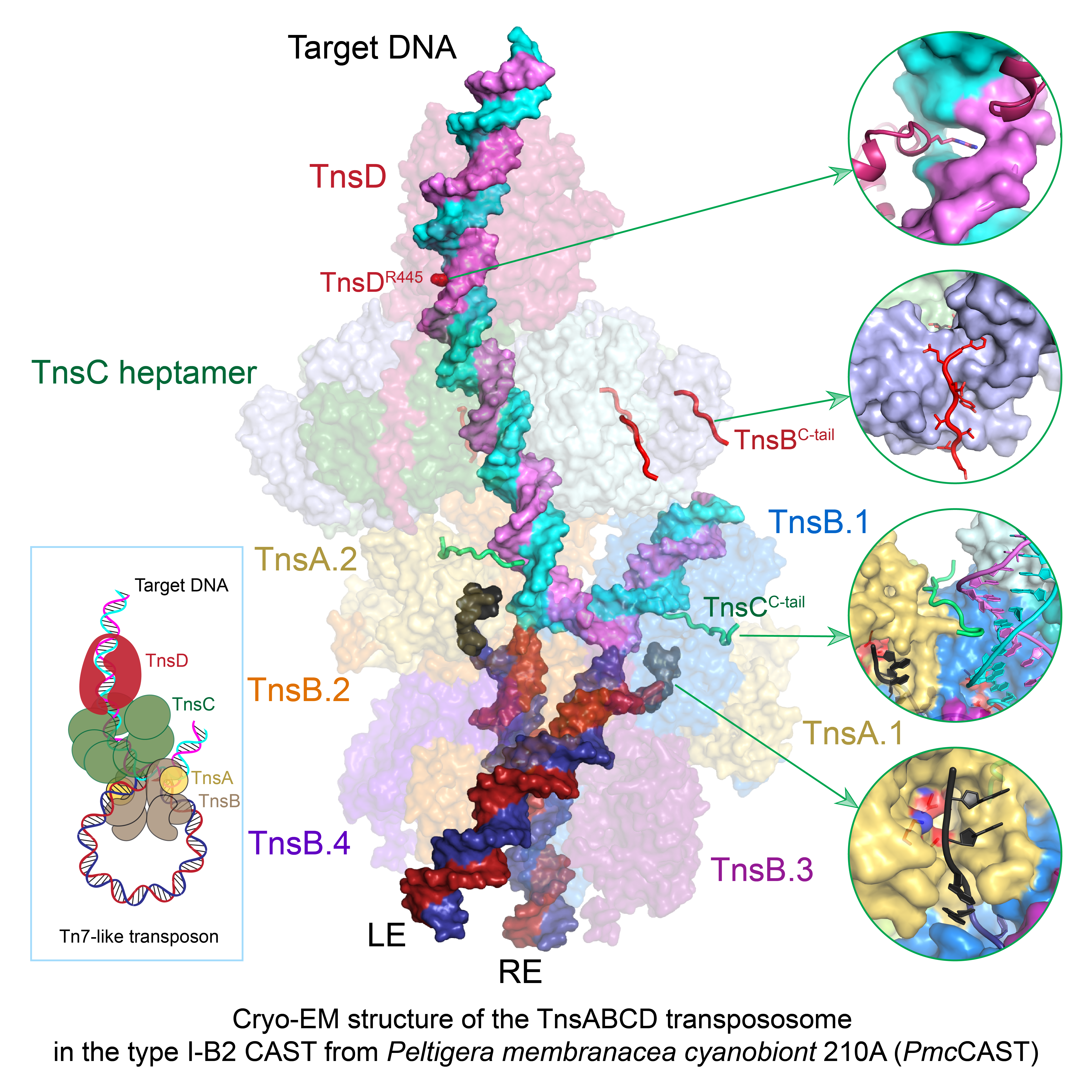 TnsD-guided TnsABCD transpososome, Wang et al., Cell, 2024