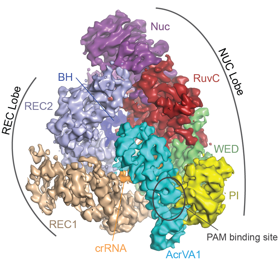 Cas12a_crRNA_AcrVA1