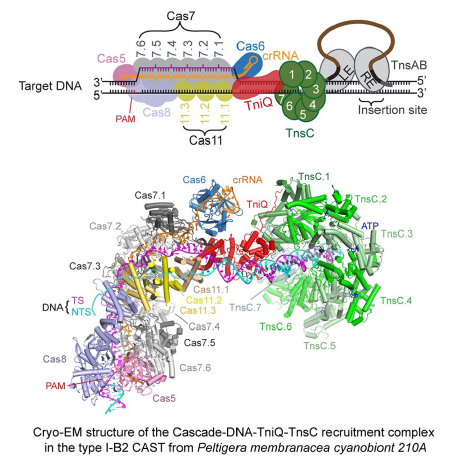 Cascade–DNA–TniQ–TnsC recruitment complex, Wang et al., Cell, 2023