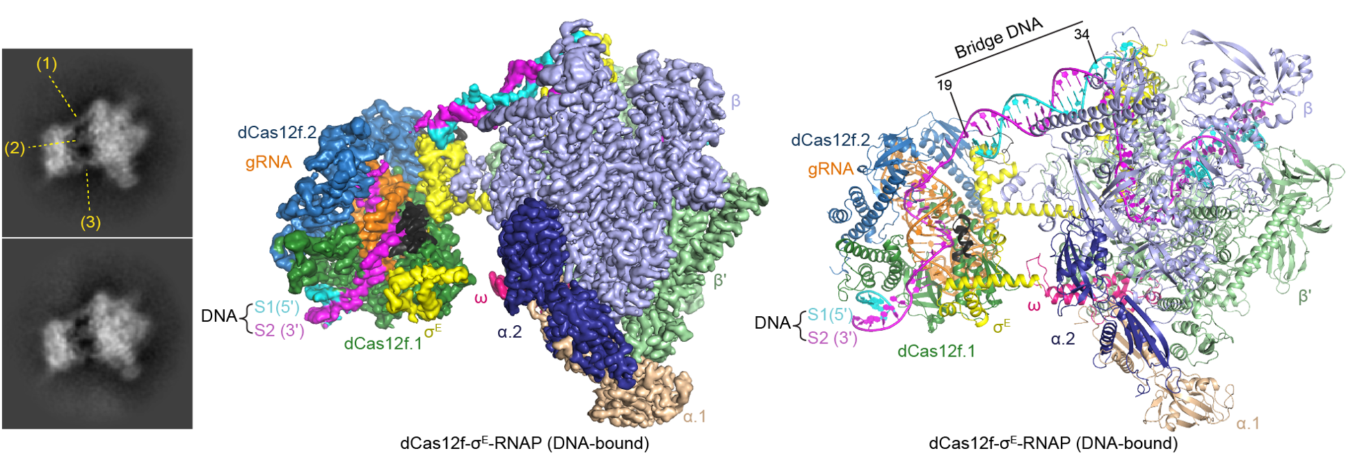 Cryo-EM images, density map and atomic model of the DNA-bound dCas12f–sigma E–RNAP complex