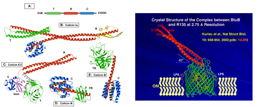 colicin structures