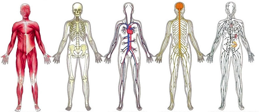 different anatomical structures in the human body