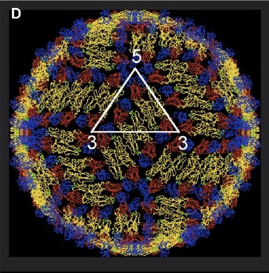 Mature Dengue