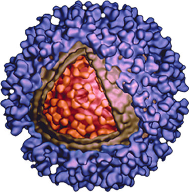 Ross River Virus