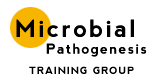 Microbial pathogenesis training group