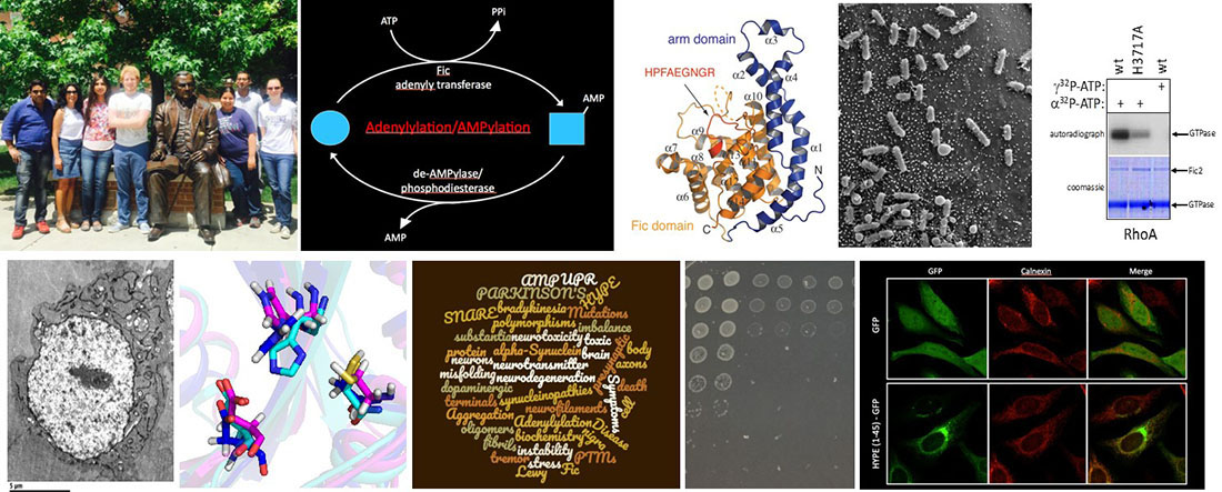 Research overview of the Mattoo Lab