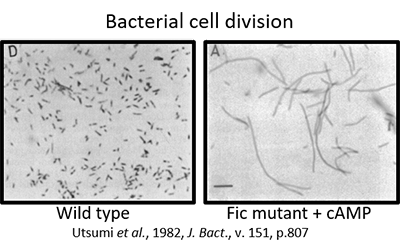 Bacterial cell division