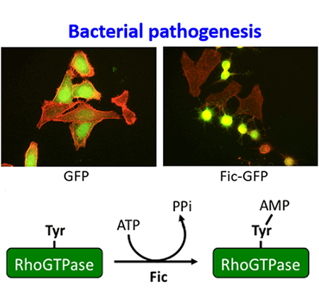 Bacterial pathogenesis