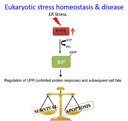Eukaryotic stress homeostasis & disease