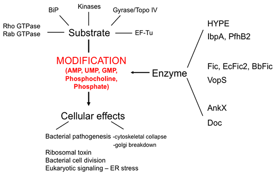 Fic proteins studied in the lab