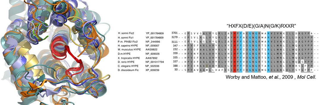 Fic protein and table