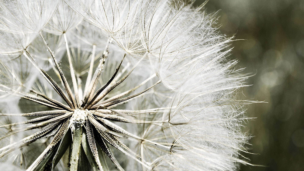 Macro dandelion