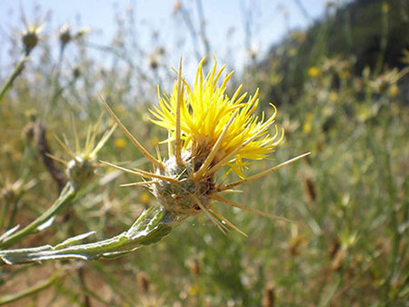 Yellow Starthistle