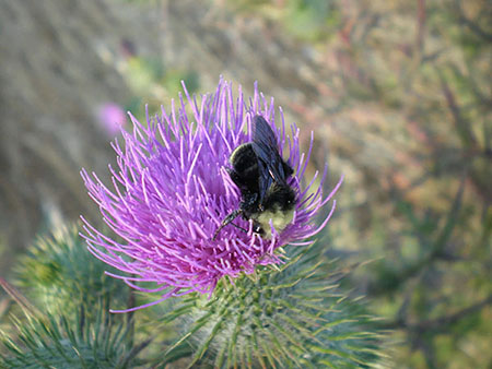 Bull Thistle