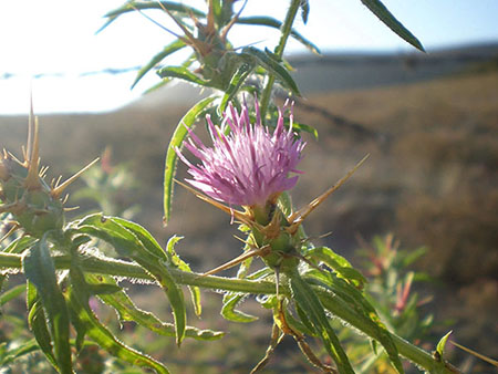 Purple Starthistle