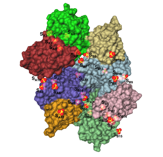 A surface representation of exopolyphosphatase 