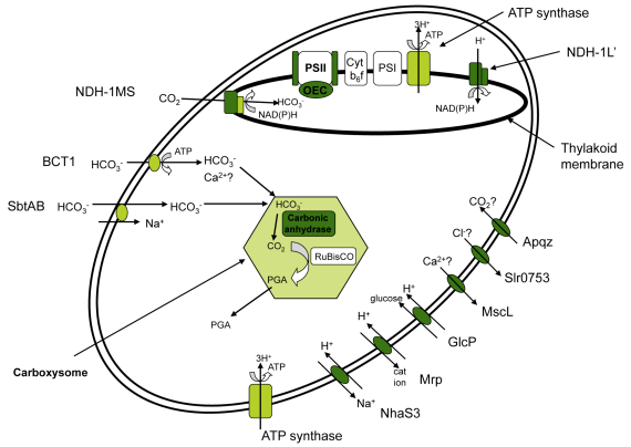 Consistent with this was increased transcript abundance of genes encoding carboxysome structural proteins and carbonic anhydrase.