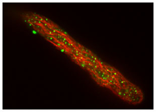 pollen tube