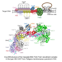 Molecular mechanism for Tn7-like transposon recruitment by a type I-B CRISPR effector