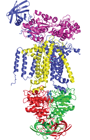 ATP-binding cassette (ABC) transporters