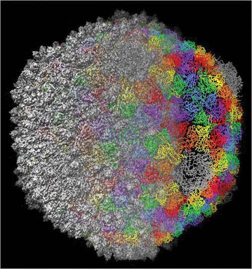 Three-dimensional schematic of a virus