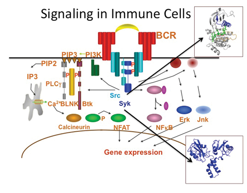 Signaling in immune cells