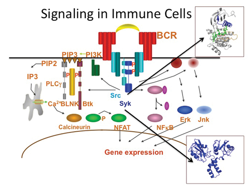 Signaling in immune cells