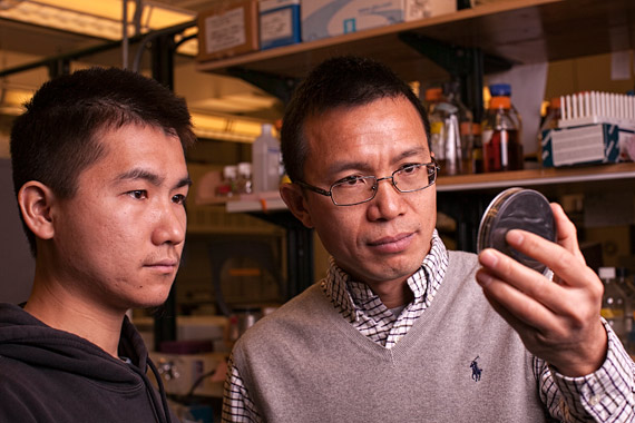 Purdue associate professor of biological sciences Zhao-Qing Luo, at right, and graduate student Yunhao Tan