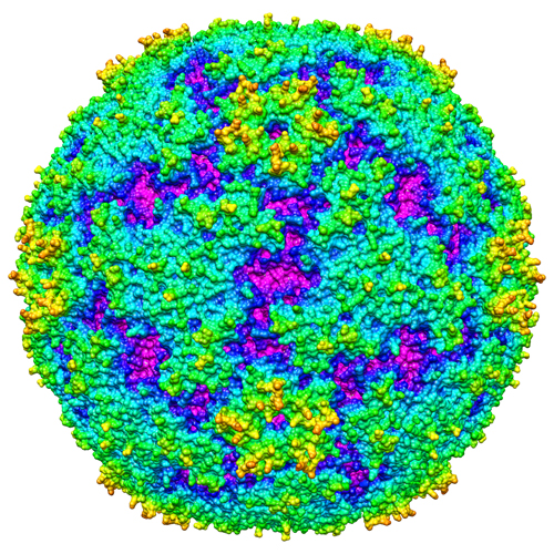 EV71 virus