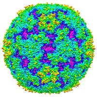 Studies reveal structure of EV71, a virus causing childhood illnesses