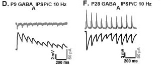 Images D and F: Pre-hearing rat neurons (D) show a rapid decrease in response to a low-frequency stimulus, while neurons from rats that have developed hearing (F) are able to respond to each individual pulse.