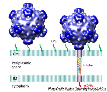 Researchers have discovered a tube-shaped structure that forms temporarily in a certain type of virus to deliver its DNA during the infection process and then dissolves after its job is completed. The virus is pictured here infecting an E. coli cell. The tube attaches to the cell's inner and outer membranes, bridging the periplasmic space in-between.