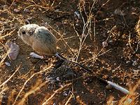 Is leaving home the best choice for kangaroo rats?