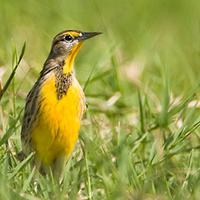 Prairie birds have retinas configured to look upwards