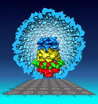 New visualization reveals virus particles have more individuality than thought