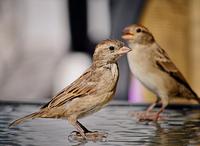 House Sparrows tweak auditory system seasonally