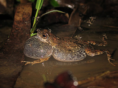 Male túngara frogs