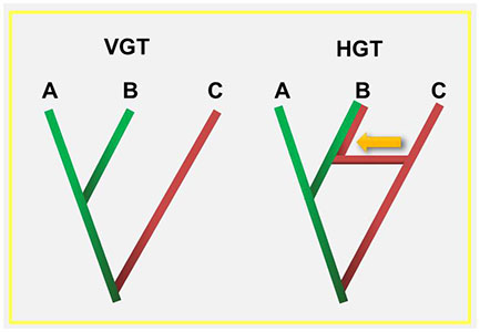 Figure 1. Transfer of genes from parents to offspring is known as Vertical Gene Transfer (VGT). Horizontal Gene Transfer (HGT) contradicts tree-like evolution by moving genes between lineages.