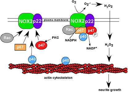 Schematic NADPH oxidase-May'14-blogpost