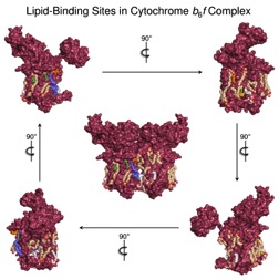 Lipid-binding sites